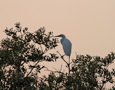Revhäger Western Reef Heron Egretta gularis
