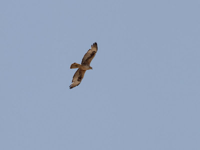 Hkrn  Bonelli's Eagle Aquila fasciatus
