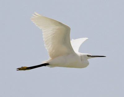 Silkeshger  Little Egret  Egretta garzetta