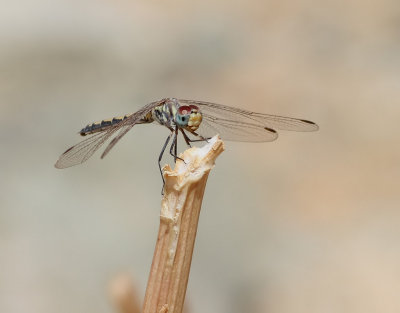 dragonfly sp