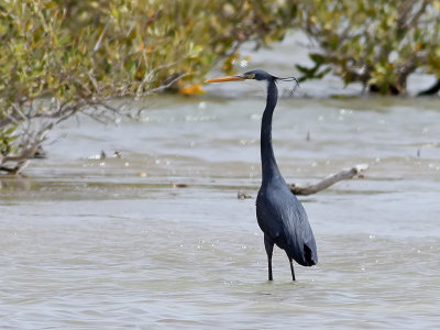 Revhäger Western Reef Heron Egretta gularis