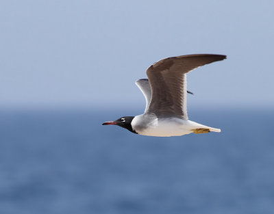 Vitgd ms   White-eyed Gull  (Ichthyaetus leucophthalmus)