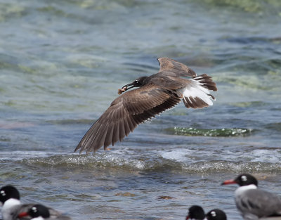 Vitgd ms <br> White-eyed Gull<br> Ichthyaetus leucophthalmus