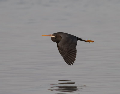 Revhäger Western Reef Heron Egretta gularis