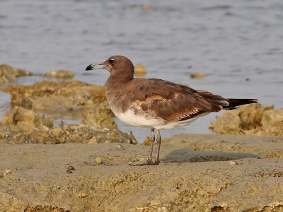 Sotms  Sooty Gull  Ichthyaetus hemprichii