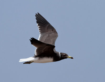 Sotmås Sooty Gull Ichthyaetus hemprichii