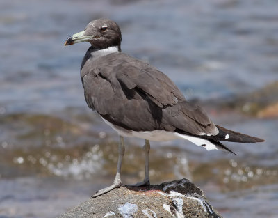 Sotms   -Sooty Gull  (Ichthyaetus hemprichii)