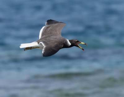 Sotms <br> Sooty Gull <br> Ichthyaetus hemprichii
