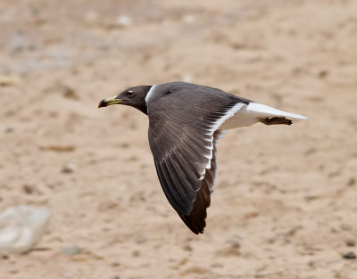 Sotmås Sooty Gull Ichthyaetus hemprichii