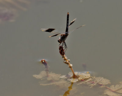 Smalbandad rökslända Brachythemis impartita?