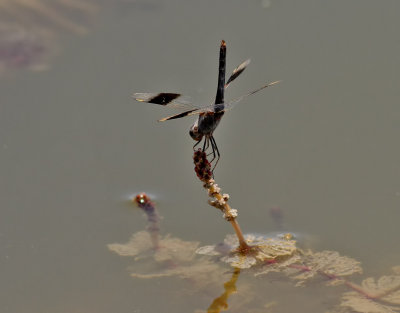 Smalbandad rkslnda <br> Brachythemis impartita?