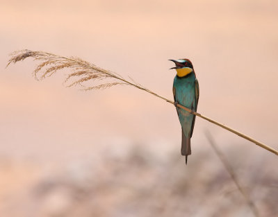 Bitare Merops apiasterEuropean Bee-eater