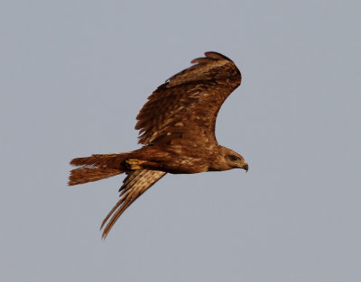 Brunglada  Black Kite  Milvus migrans 
