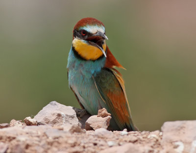 Bitare Merops apiasterEuropean Bee-eater