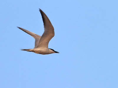 Sandtrna <br> Gull-Billed Tern <br>Sterna nilotica