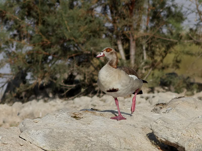 Nilgs  Egyptian Goose Alopochen aegyptiacus