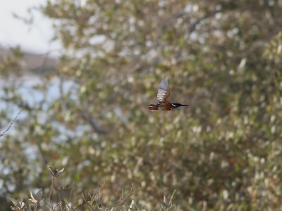 Kungsfiskare Kingfisher Alcedo atthis
