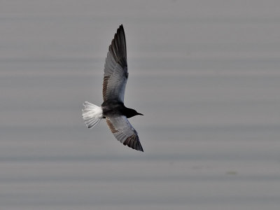 Vitvingad tärna Chlidonias leucopterus White-winged Tern