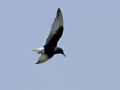 Vitvingad tärna Chlidonias leucopterus White-winged Tern