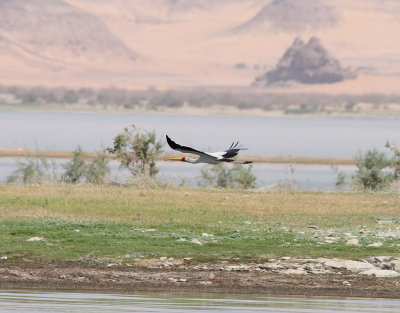 Afrikansk ibisstork <br> Yellow-billed Stork <br> Mycteria ibis