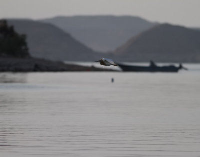 Rallhger <br> Squacco Heron<br> Ardeola ralloides