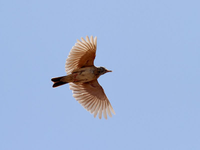 Tofslärka Crested Lark Galerida cristata