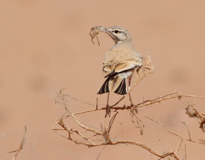 Härfågellärka Hoopoe Lark Alaemon alaudipes