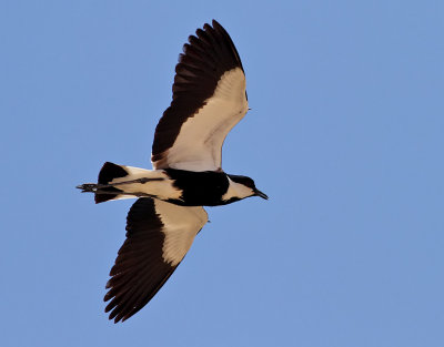 Sporrvipa <br> Spur-winged Plover <br> Vanellus spinosus