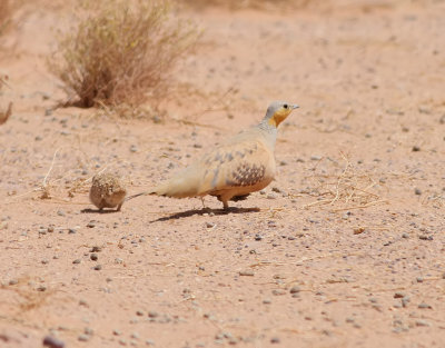 kenflyghna  Spotted Sandgrouse  Pterocles senegallus