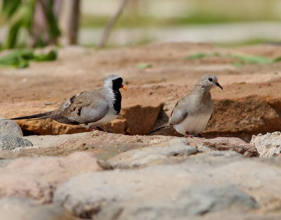 Lngstjrtsduva  Namaqua Dove Oena capensis