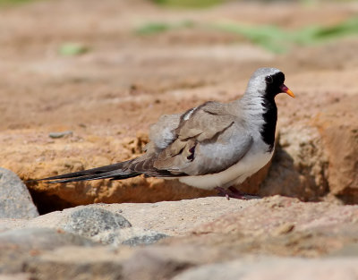 Lngstjrtsduva  Namaqua Dove Oena capensis