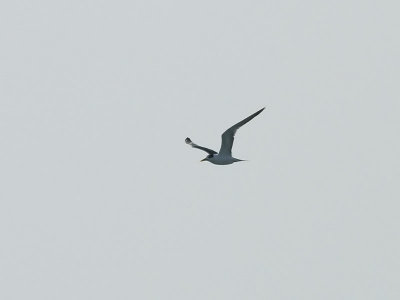 Tofstrna <br> Swift Tern <br>Thalasseus bergii