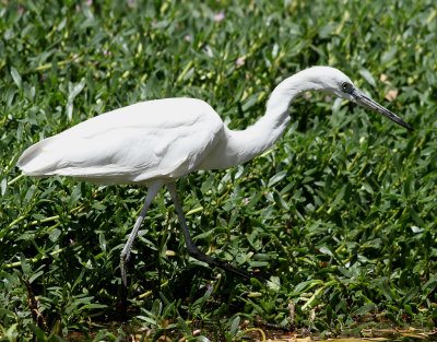 Silkeshger  Little Egret  Egretta garzetta