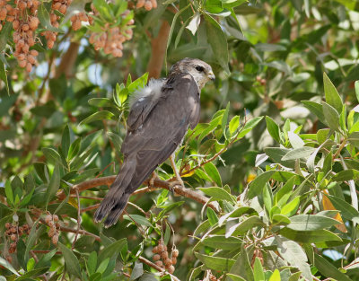 Balkanhk  Levant Sparrowhawk  Accipiter brevipes