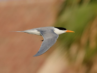 Iltrna <br> Lesser Crested Tern<br> Sterna bengalensis