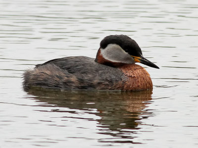 Gråhakedopping Red-necked grebe Podiceps grisegena