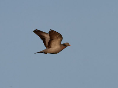 Skogsduva  Stock Dove (Stock Pigeon)  Columba oenas
