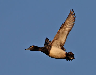 Vigg  Tufted Duck Aythya fuligula