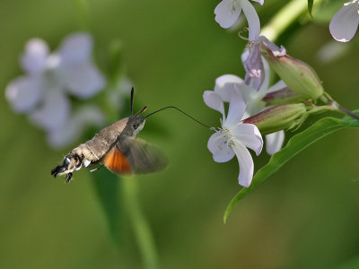 Strre dagsvrmare - Hummingbird Hawk-moth (Macroglossum stellatarum) 