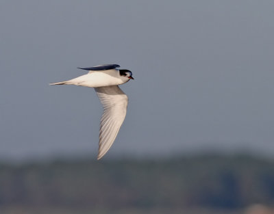 Silvertrna  Arctic Tern  Sterna paradisaea	