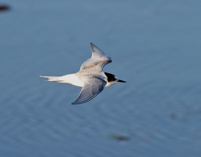 Silvertrna  Arctic Tern  Sterna paradisaea	