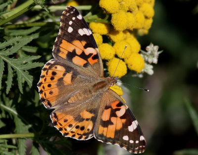 Tistelfjril <br> Painted Lady<br> Cynthia cardui