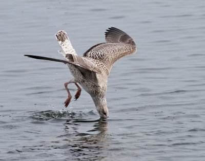 Havstrut  Great black-backed gull Larus marinus