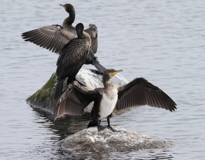 Storskarv Great Cormorant Phalacrocorax carbo