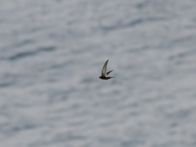 Vitgumpseglare  White-rumped Swift  Apus caffer