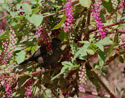 Koltrast  Blackbird  Turdus merula