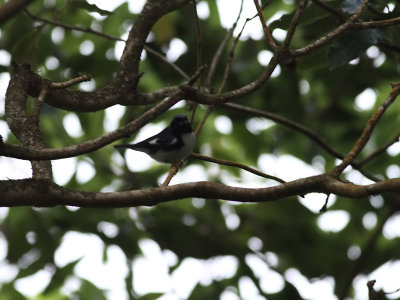 Blryggad skogssngare  Black-throated Blue Warbler  Setophaga caerulescens