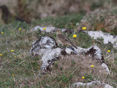 Hedpiplrka  Buff-bellied Pipit  Anthus rubescens
