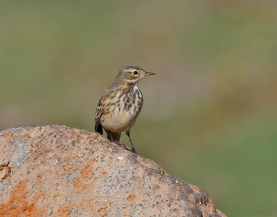 Hedpiplrka  Buff-bellied Pipit  Anthus rubescens