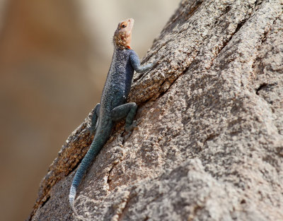 Vanlig agam  Eldhuvudagam  Agama agama  Common Agama